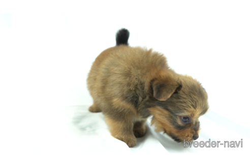 成約済の千葉県のミックス犬-157939の2枚目